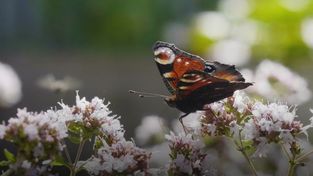 Schmetterling_dunkel_Website